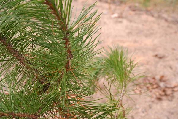 Spruce. Spruce tree. Nature.Winter nature