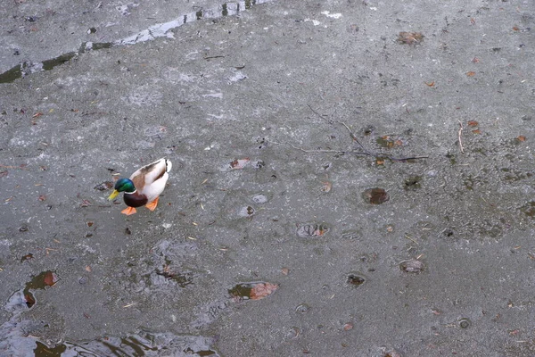 Duck River Ducks River Bank Bird — Stock Photo, Image