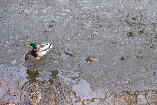 Pato Río Patos Orilla Del Río Pájaro —  Fotos de Stock