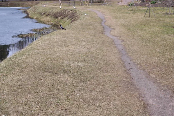 Río Congelado Naturaleza Río Invierno —  Fotos de Stock