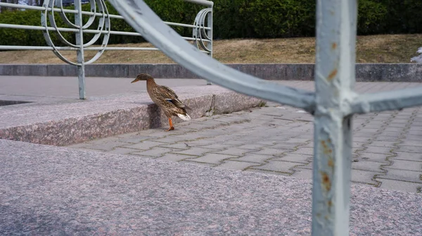 Anatra Nel Fiume Anatre Sulla Riva Del Fiume Uccello — Foto Stock