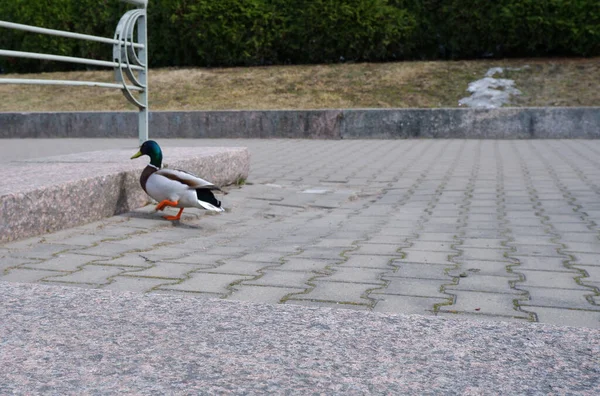 Anatra Nel Fiume Anatre Sulla Riva Del Fiume Uccello — Foto Stock