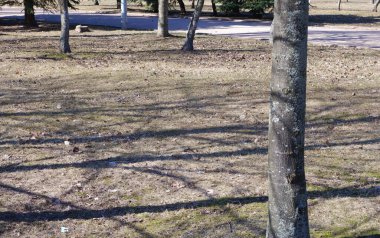 Orman koruluğu. Ağaçlar. Doğa. Park.