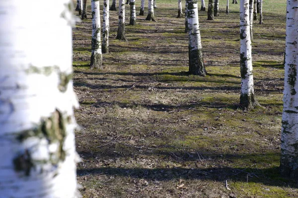 Birch Grove Forest Parc Nature — Photo