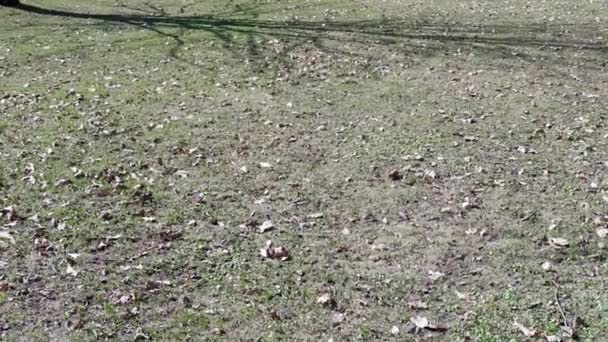 公園の乾燥した葉 牧草地 — ストック動画