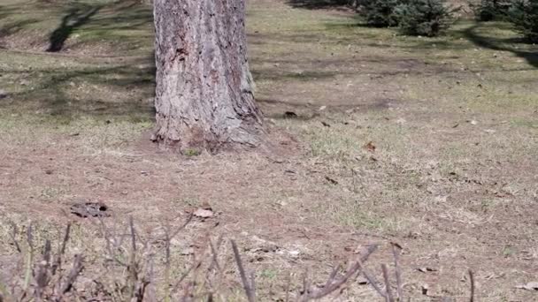 Enten Laufen Enten Park Tiere Vögel — Stockvideo