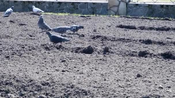 Duiven Lopen Het Park Vogels Dieren Vogels Eten — Stockvideo