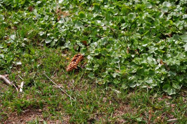 Ani bitki örtüsü. Toprak. Bitkiler. Parkta. Doğa.