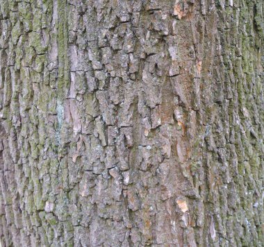 Ahşap dokular. Orman. Parkta. Doğa