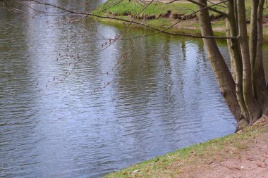 Gölet. - Su. Nehir. Parkta. Doğa. Kuşlar. Su bitkileri.