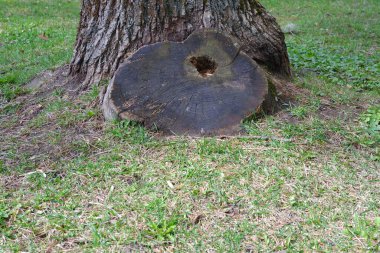 Ahşap dokular. Orman. Parkta. Doğa