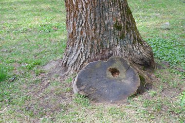 Ahşap dokular. Orman. Parkta. Doğa