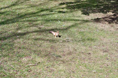 Sincap. Parktaki sincap. Doğa. Hayvanlar