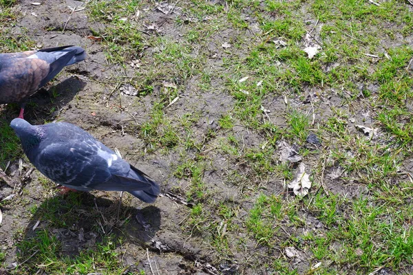 Doves Burung Taman Alam — Stok Foto