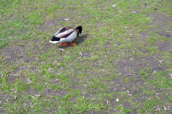 Duck Nature Park Bird — Stock Photo, Image