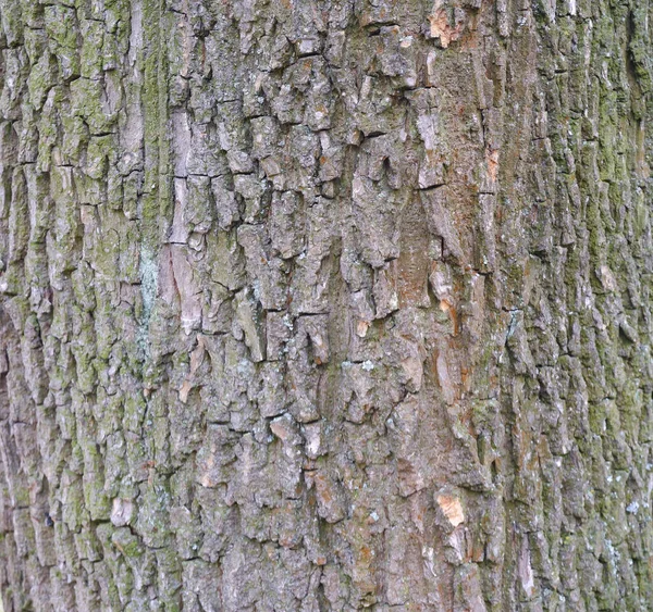 Текстура Дерева Ліс Парк Природа — стокове фото