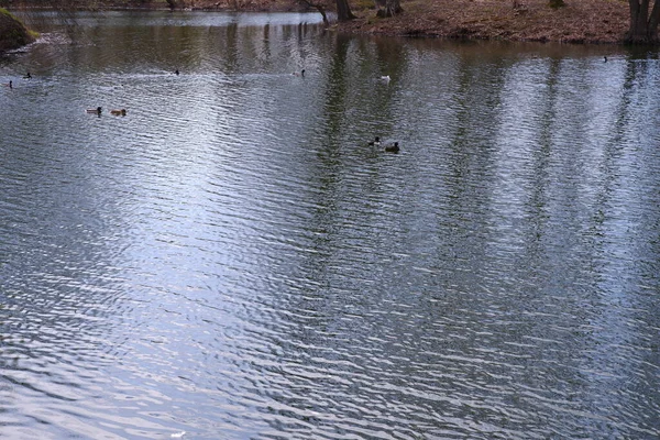 Teich Mit Enten Wasser Fluss Der Park Die Natur Vögel — Stockfoto
