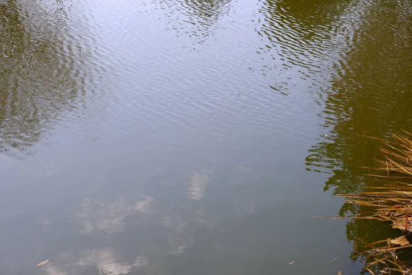 Teich Wasser Fluss Der Park Die Natur Vögel Wasserpflanzen — Stockfoto