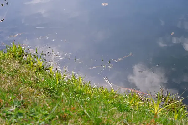 Teich Wasser Fluss Der Park Die Natur Vögel Wasserpflanzen — Stockfoto