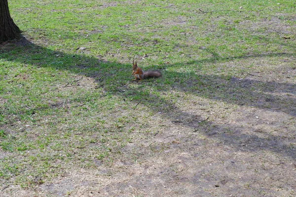 Esquilo Esquilo Parque Natureza Animais — Fotografia de Stock