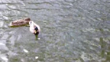 Ördekler parkta bir gölde yüzerler..