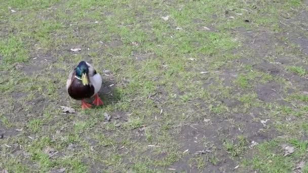 Ente Geht Auf Den Boden — Stockvideo