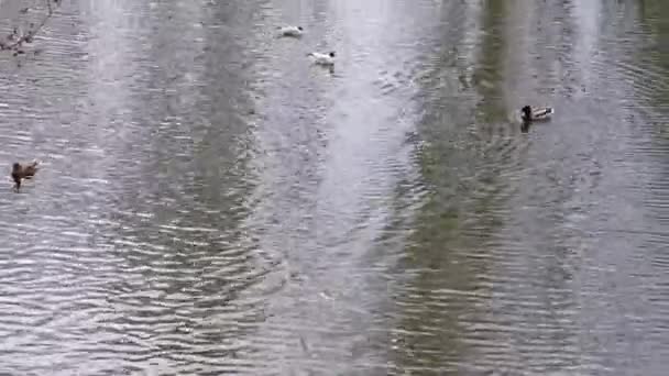 Patos Nadam Uma Lagoa Parque — Vídeo de Stock