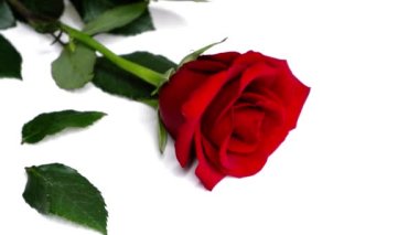 Beyaz arka planda kırmızı güller. Çiçekler..