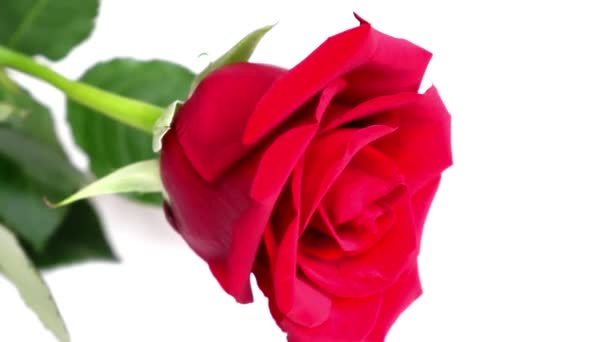 Rote Rosen Auf Weißem Hintergrund Blumen — Stockvideo