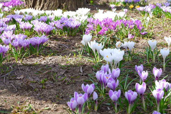 Crocus Tommasinianus Early Crocus Flowers — Stock Photo, Image