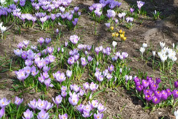 Crocus Tommasinianus Crocus Primitivo Fiori — Foto Stock