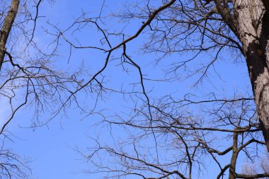 Mavi gökyüzü ağaç dalları arasında