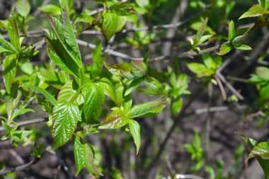 Styrax. Bitki. Doğa. Güzel bir dal..