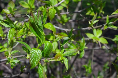 Styrax. Bitki. Doğa. Güzel bir dal..