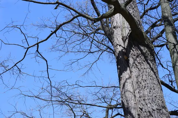 Голубое Небо Сквозь Ветви Деревьев — стоковое фото