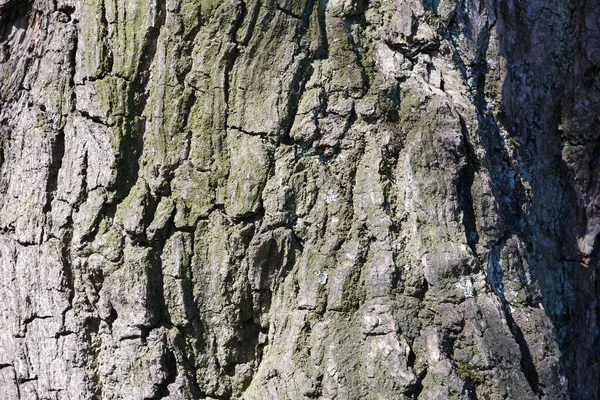 Trädets Barkstruktur Vacker Bakgrund — Stockfoto