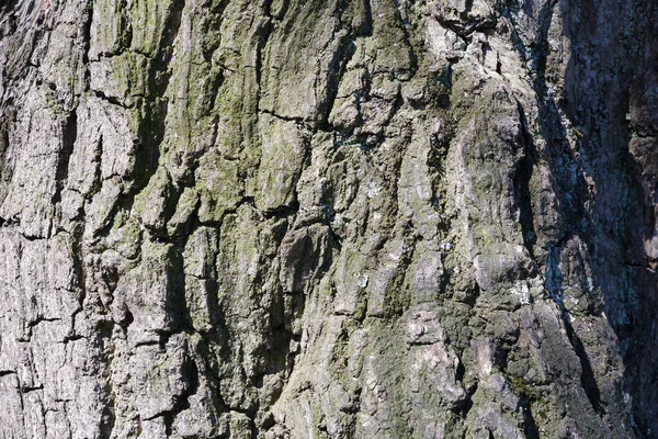 樹皮の質感 美しい背景 — ストック写真