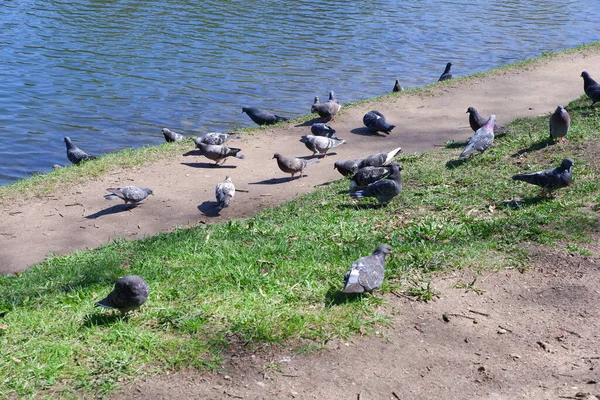 Pigeons Shore Pond — Stock Photo, Image