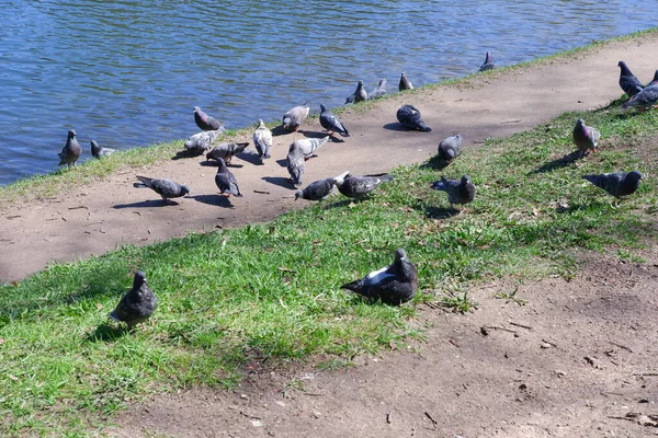 Pigeons Shore Pond — Stock Photo, Image