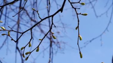 Ağaçtaki tomurcuklar rüzgarda sallanıyor. Mavi gökyüzünün arka planında.