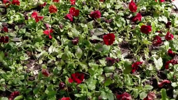 Beautiful Flowers Grow Flower Bed Title Pansy — Stock Video