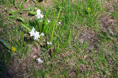 Parkta güzel beyaz çiçekler yetişir..