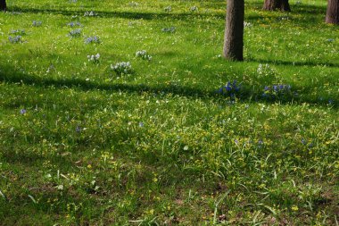 Parkta güzel çiçeklerle dolu bir açıklık.