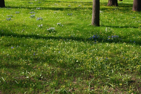 Glade Avec Belles Fleurs Dans Parc — Photo