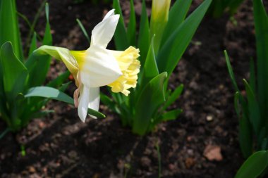 Beyaz nergis. Çiçek tarlasında güzel çiçekler. 