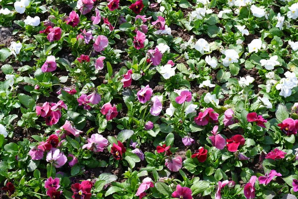 Beautiful flowers grow in a flower bed.  Pansy