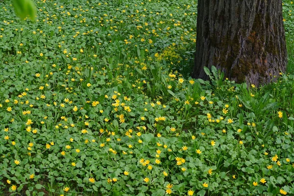 Yellow Flowers Grow Meadow — Stock Photo, Image