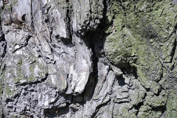 Textura Casca Árvore Fundo Bonito — Fotografia de Stock
