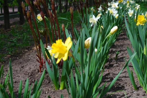 Narcisi Gialli Bellissimi Fiori Nell Aiuola — Foto Stock