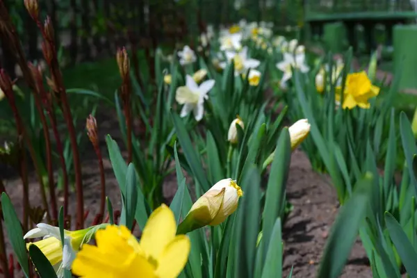 Narcisi Gialli Bellissimi Fiori Nell Aiuola — Foto Stock